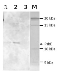 PsbE | Cytochrome b559 subunit alpha (Algal) in the group Antibodies Plant/Algal / Chlamydomonas reinhardtii at Agrisera AB (Antibodies for research) (AS19 4330)